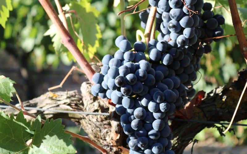 Black grapes on a vine in Ribera del Duero